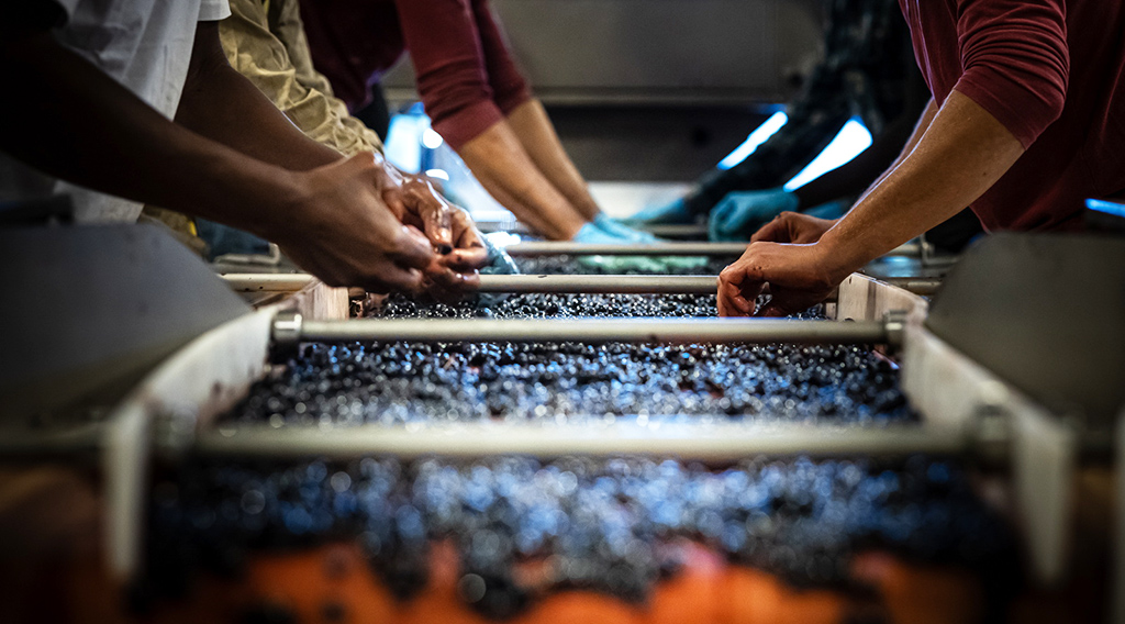 Mit Handarbeit zum Spitzenwein... Foto: Tenuta La Massa