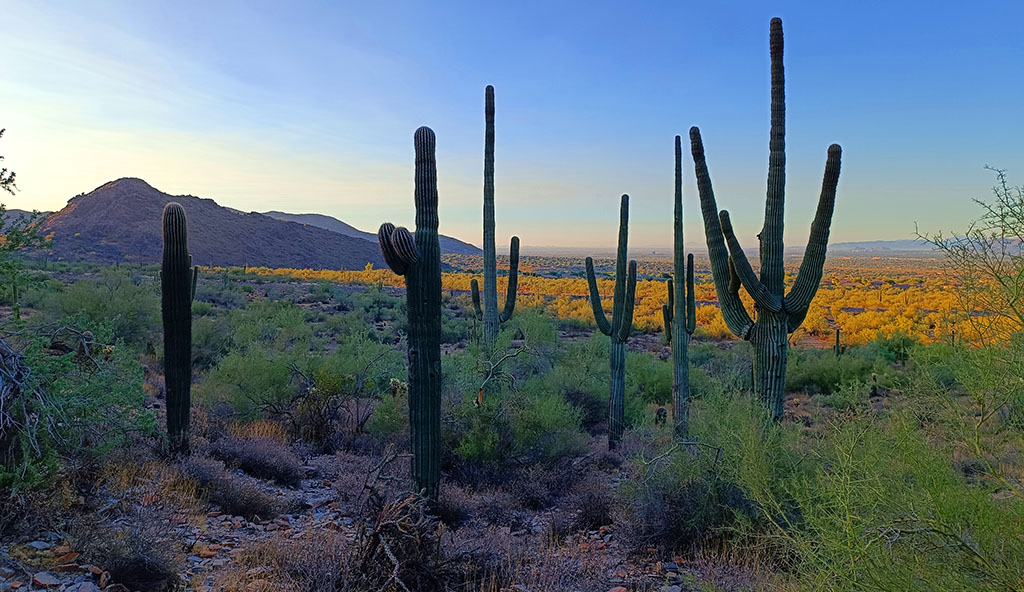 Die Sonora-Wüste: 320.000 km² Flora und Fauna. Foto: Michael Schabacker