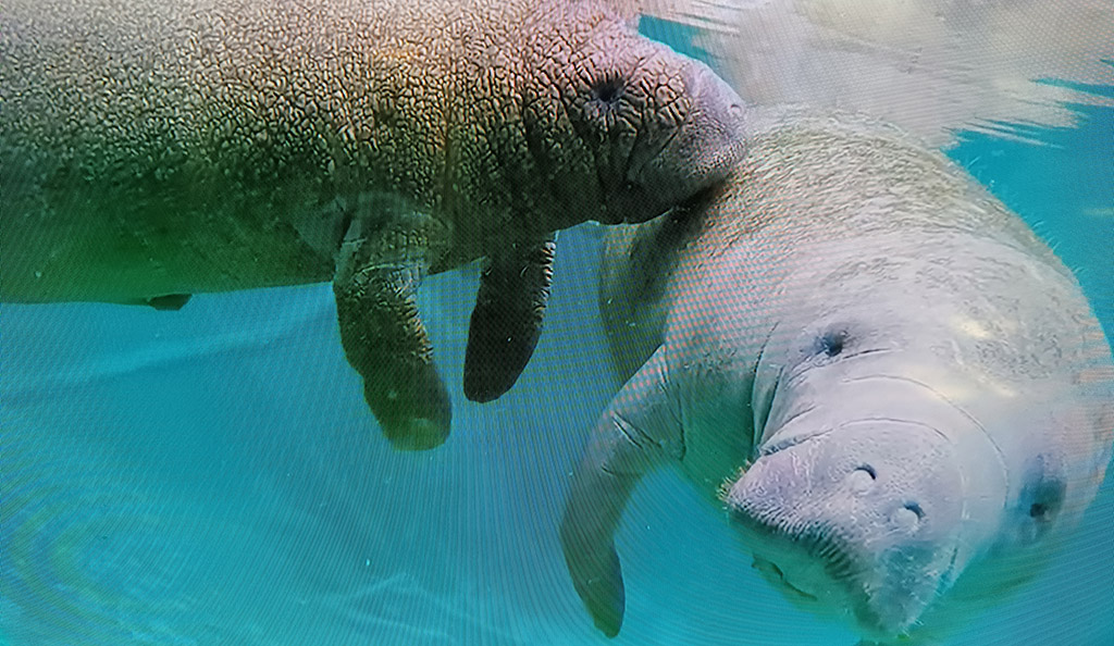 Verletzte Seekühe werden im Clearwater Marine Aquarium gepflegt und aufgepäppelt. Foto: Michael Schabacker