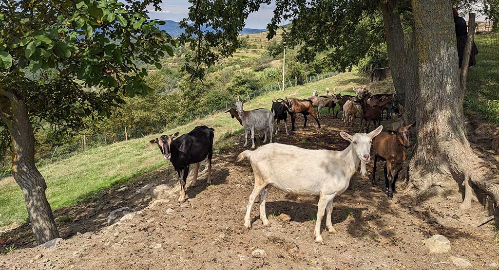 Aus roher Ziegenmilch hergestellt, verkörpert der Roccaverano-Käse die enge Verbindung zur Natur. Foto: Carola Faber