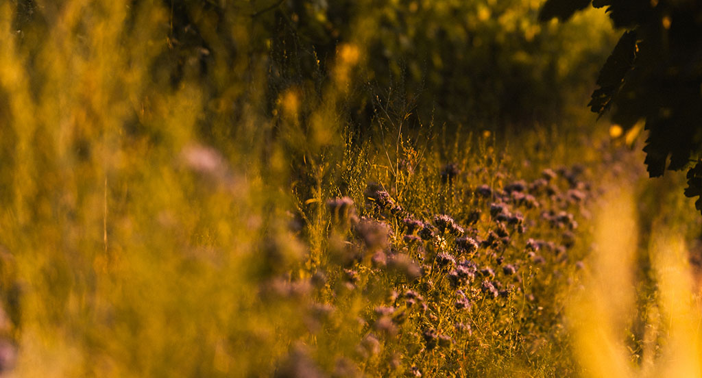 Natur um den Weinberg. Foto: Markus Schneider