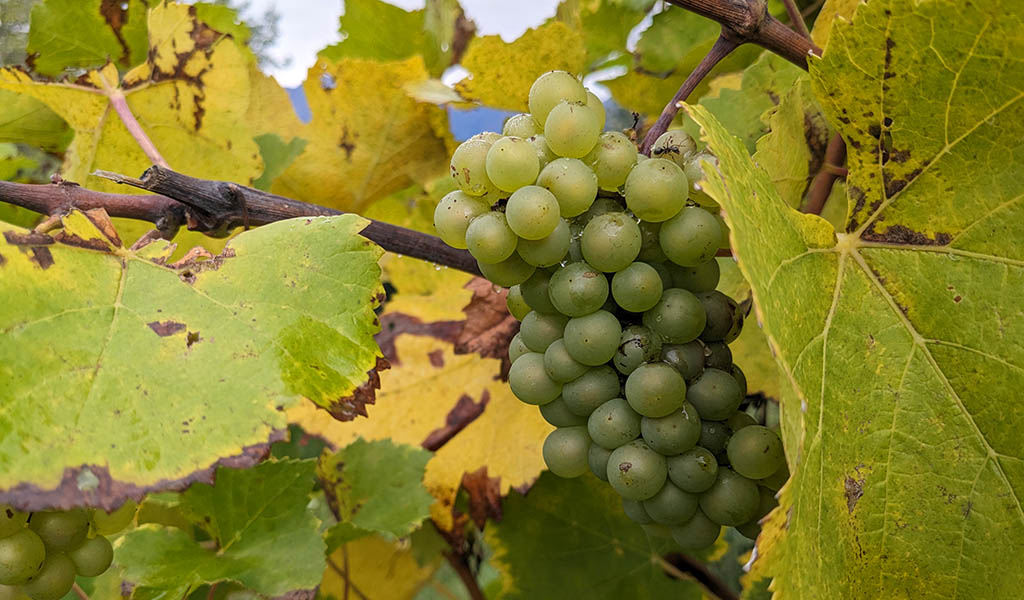 Highlight des Hotel Oberwirt ist das hauseigene Weingut Eichenstein Foto: Carola Faber