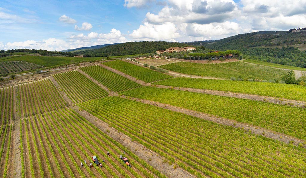 Rebfläche des Weinguts. Foto: Rocca delle Macie