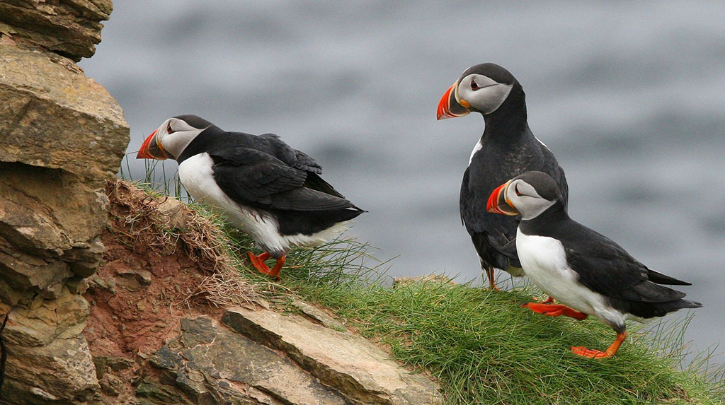 Papageientaucher sind an verschiedenen Orten der Vestmannaeyjar zu beobachten. Foto: pixabay