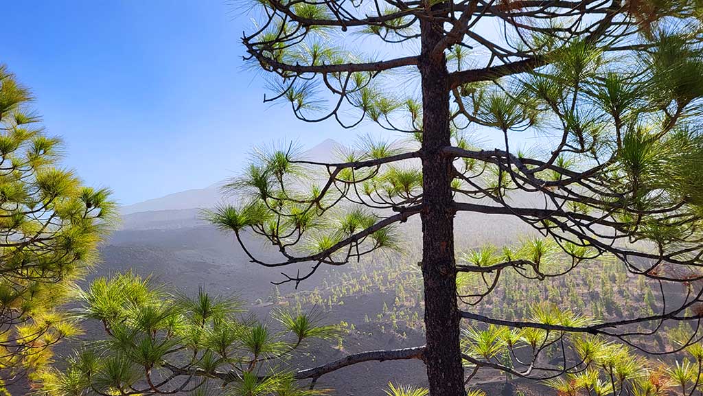 Blick auf den Teide. Foto: Christian Euler