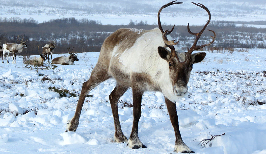 Rentierfleisch, steht nur im Herbst, Winter und Frühjahr auf der Speisekarte. Foto: pixabay