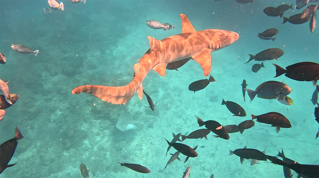 Eindrucksvoll: Haie am „Stingray`s & Shark`s“ Spot. Foto: Michael Schabacker