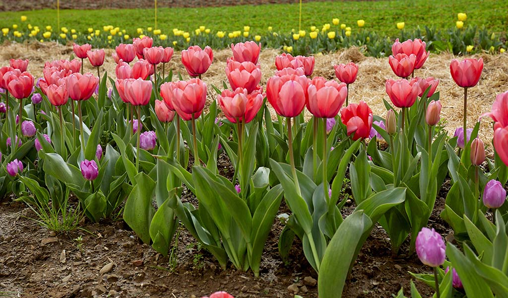Jährlich lädt man zum Tulpenfest... Foto: Tenuta Schifanoia