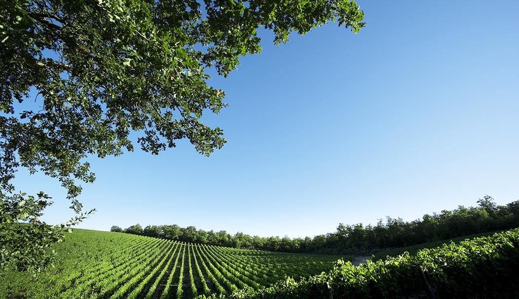 Weinberg des Weinguts. Foto: Castello di Fonterutoli