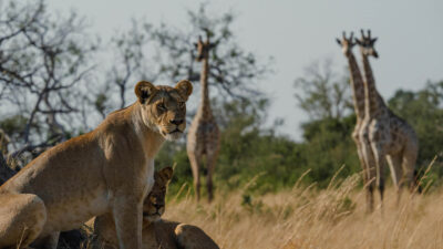 Foto: Mbamba Camp