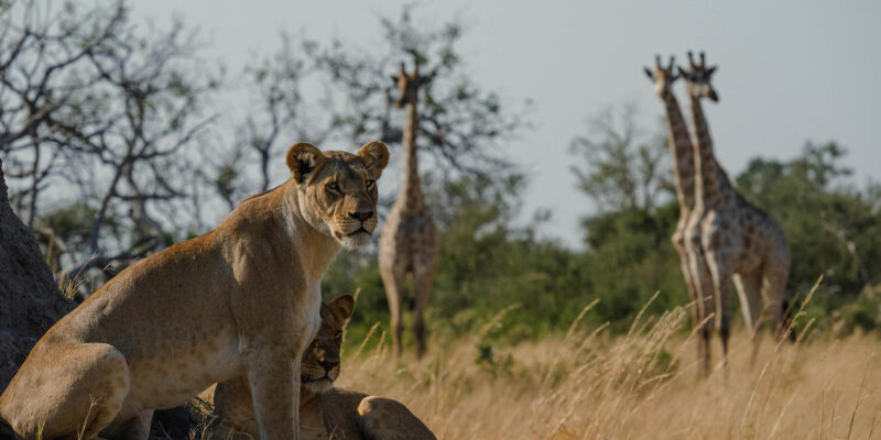 Foto: Mbamba Camp