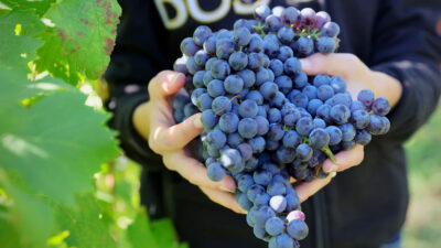 Foto: Weingut Parusso