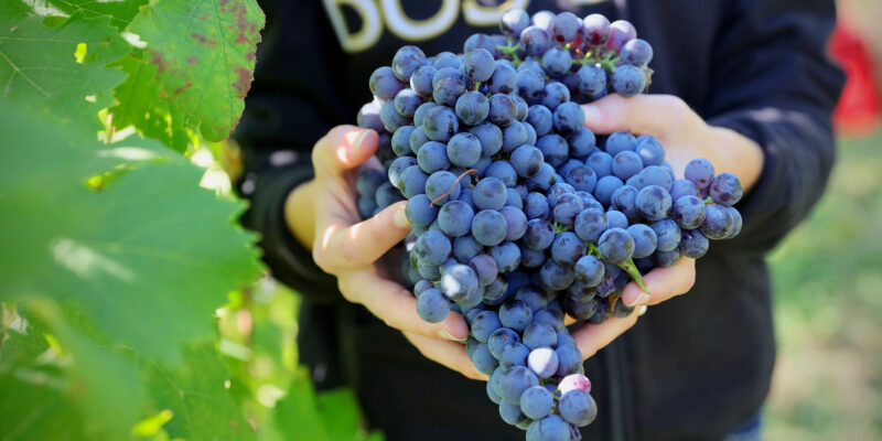Foto: Weingut Parusso