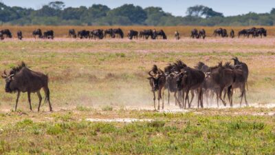Foto: Classic Zambia