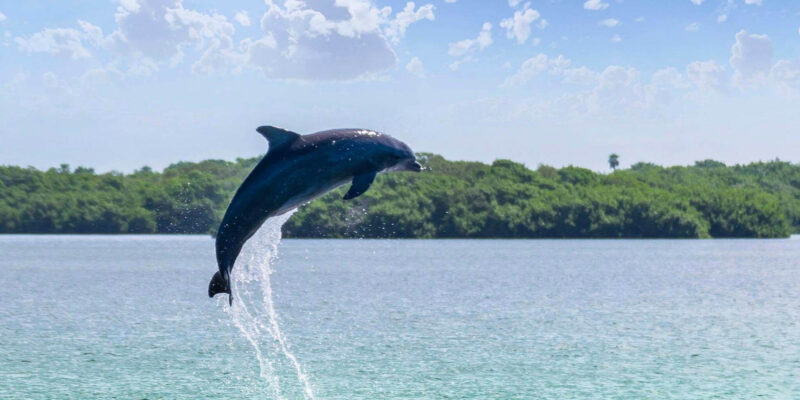Foto: Bradenton Area CVB