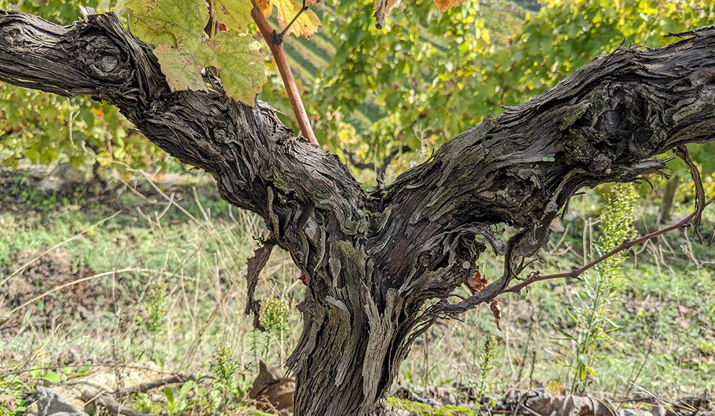 Rebstock im Nordwesten Portugals. Foto: Carola Faber