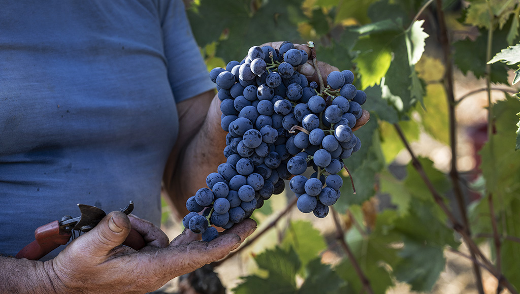 Trauben kurz vor der Ernte. Foto: Il Marroneto