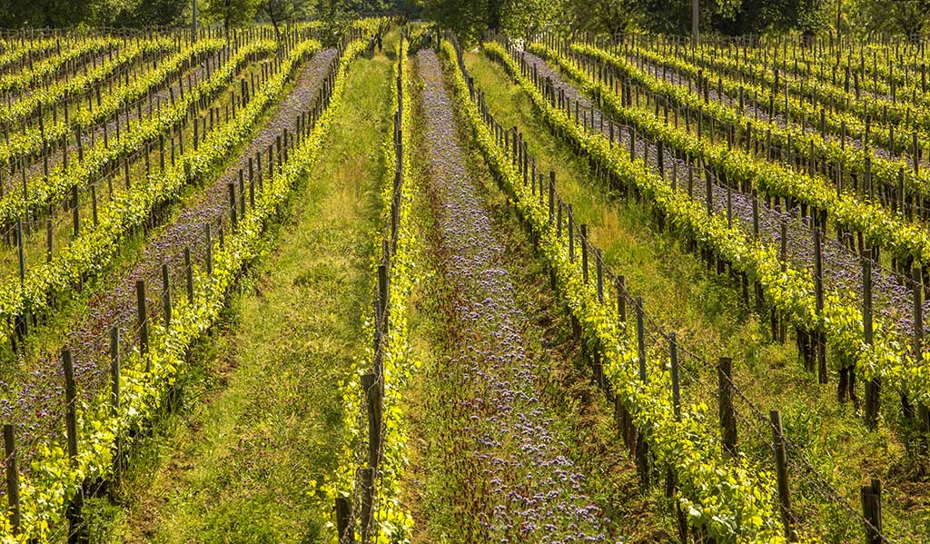 Rebfläche des Weinguts. Foto: Mosnel
