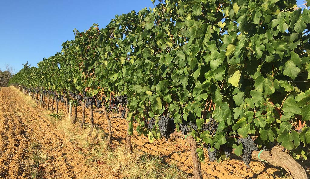 Rebstöcke des Weinguts... Foto: La Regola