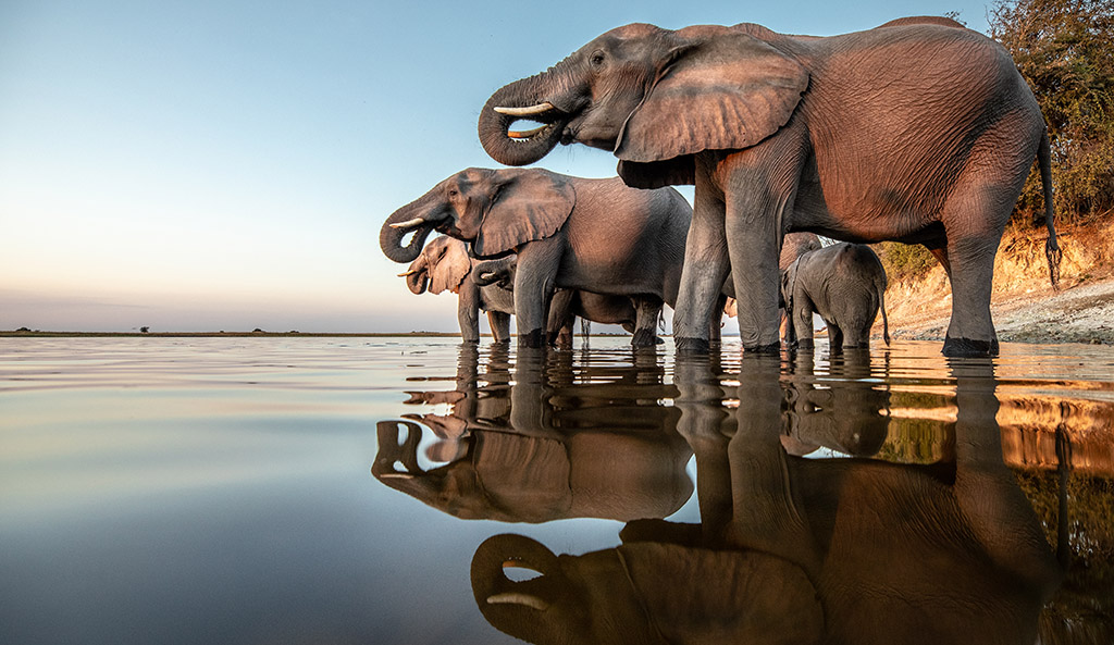 Elefanten am Chobe River. Foto: Charl Stols