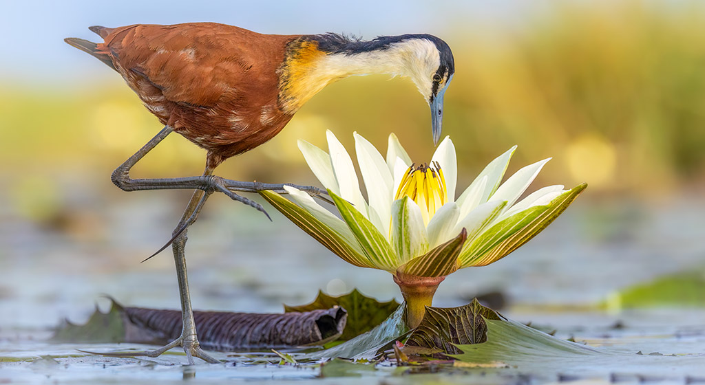 Jacana (Blatthühnchen) im Chobe Nationalpark. Foto: Charl Stols