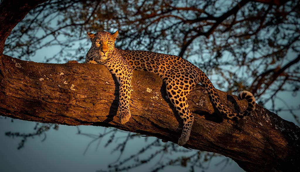 Leopard im Sonnenuntergang. Foto: Charl Stols