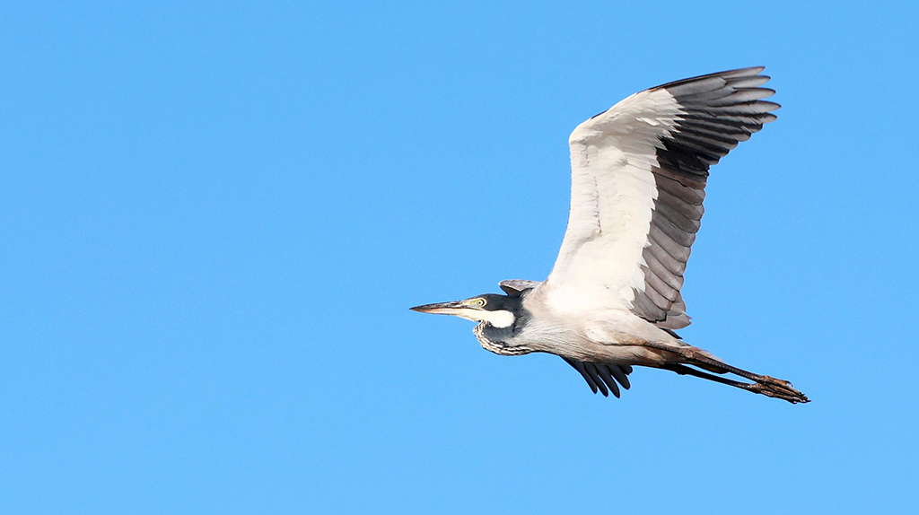 Gray Heron (Graureiher). Foto: Jochen Hägele