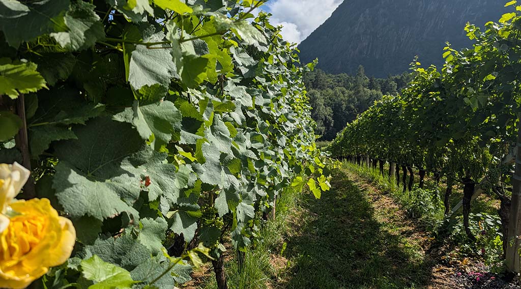 Ein Hektar bewirtschaftete Fläche gehört zum Stroblhof. Foto: Carola Faber