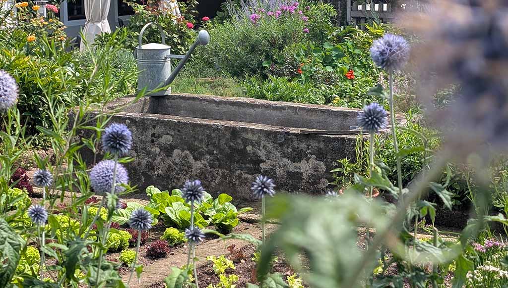 Anbau im eigenen Garten. Foto: Carola Faber
