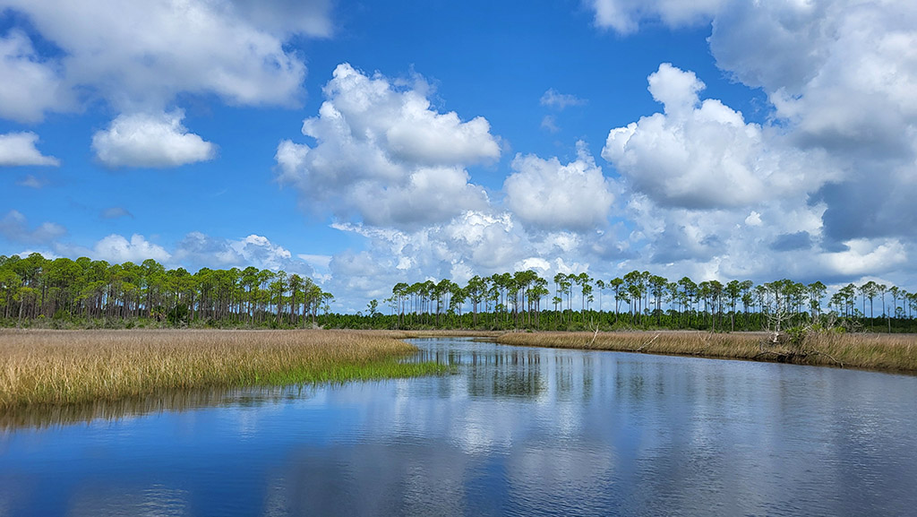 Blick vom Airboat in die Sümpfe. Foto: Christian Euler