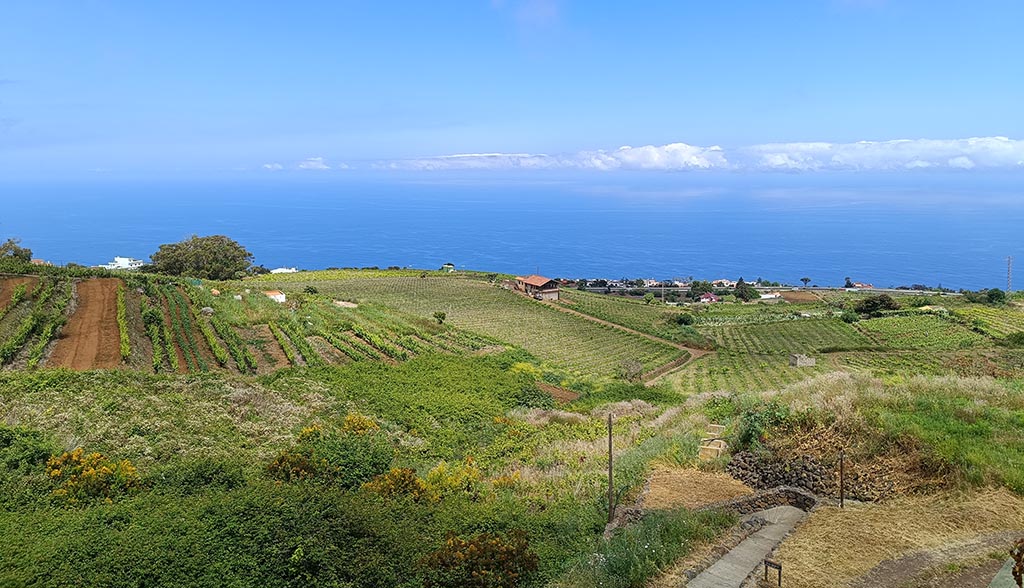 Wild, fast ungeordnet und in Steillage: Rebfläche des Weinguts Monje. Foto: Michael Schabacker