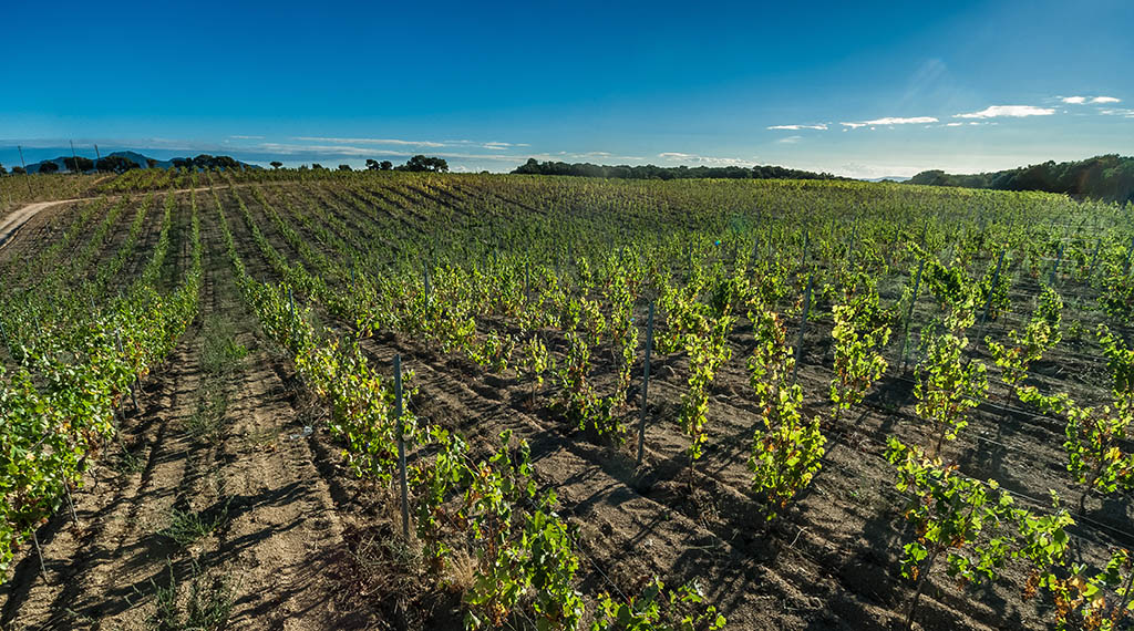 Rebfläche des Weinguts. Foto: Tenute Gregu