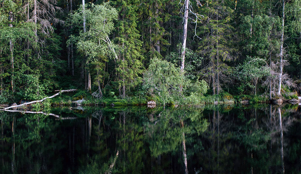 In Märchen und Mythen gilt der Wald als Ort des Unbekannten, der Gefahr. Aber auch für Zuflucht und innere Wandlung. Foto: Alex Mazurov