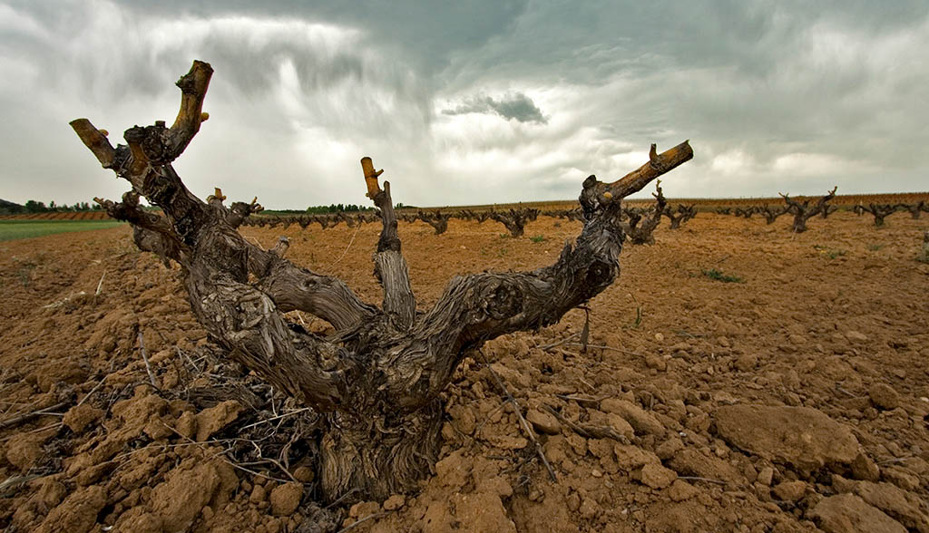 Immer wieder ein Wunder, welchen Reichtum ein so karger Weinstock in sich birgt. Foto: Ribera del Duero