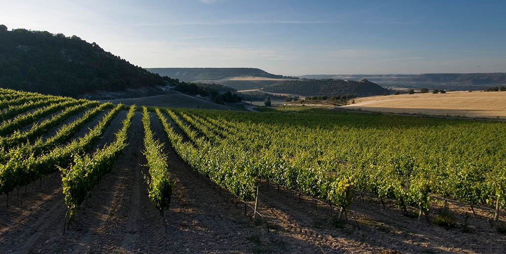 Die Bodega Conde San Cristóbal. Foto: Ribera del Duero