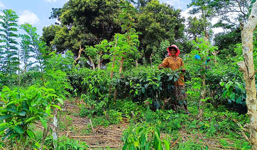 Bei der Ernte im Handunugoda Tea Estate. Foto: Michael Schabacker