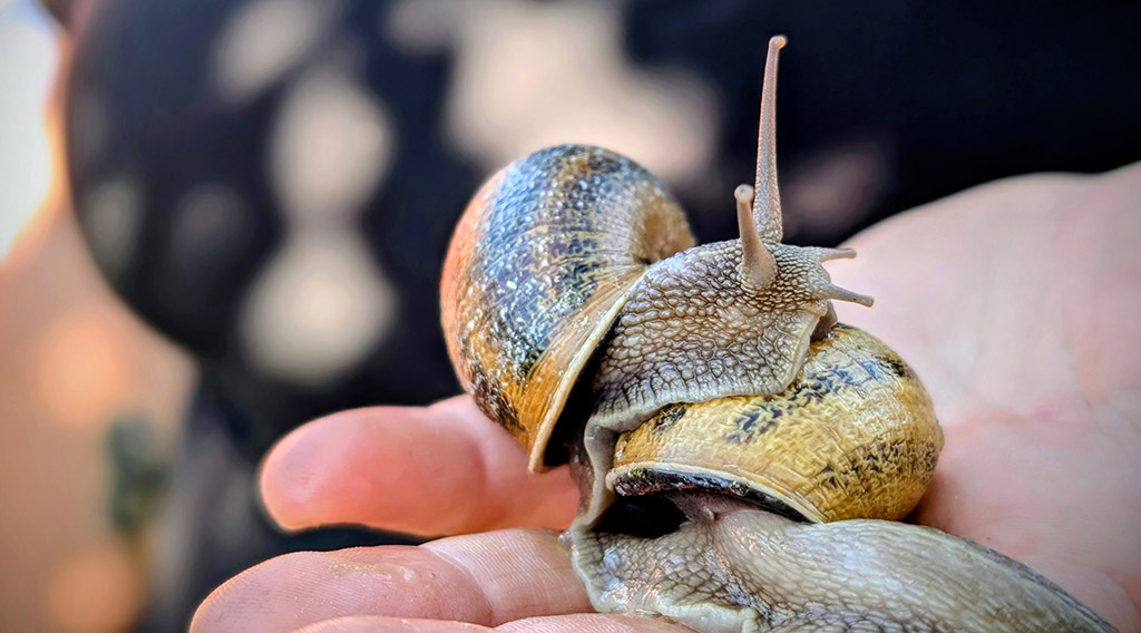Weinbergschnecke: proteinreichen Delikatesse. Foto: Carola Faber