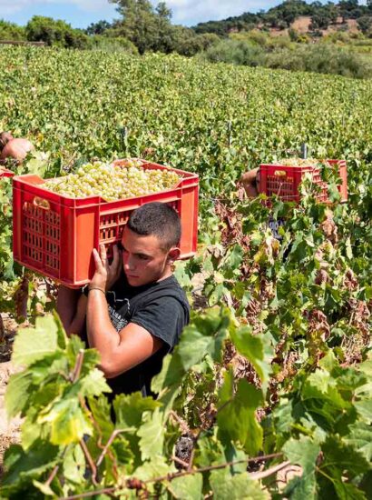 Foto: Antichi Poderi di Jerzu