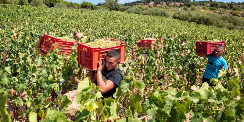 Foto: Antichi Poderi di Jerzu