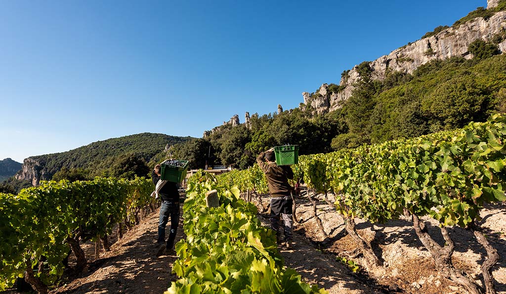 Die Lage der Rebstöcke erlaubt nur die Ernte per Hand. Foto: Antichi Poderi di Jerzu