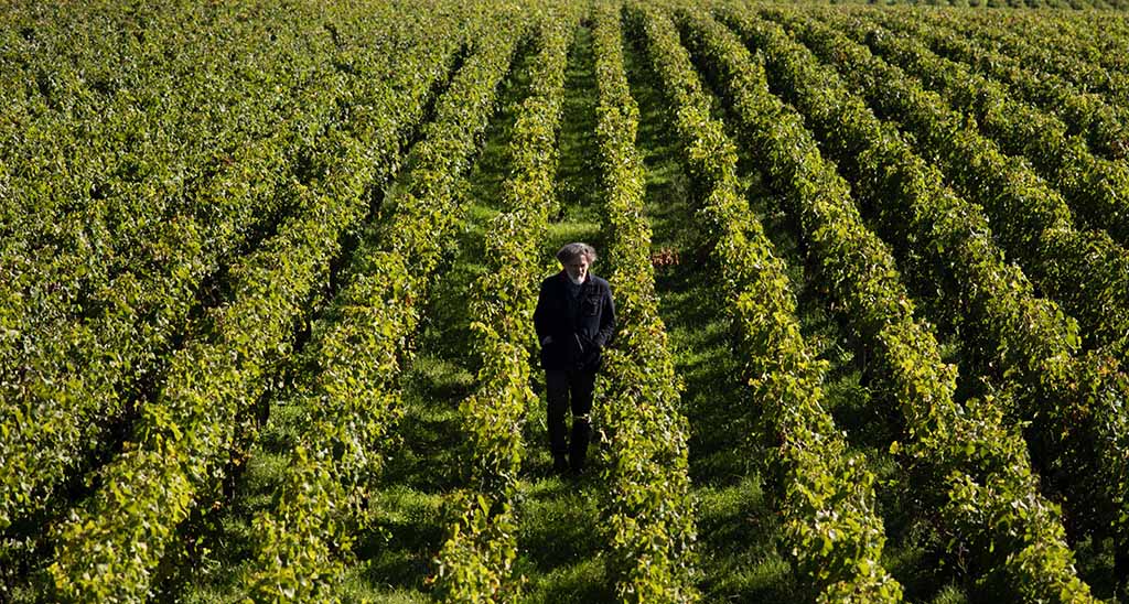 Rebfläche im Bordeaux. Foto: Château Lascombes