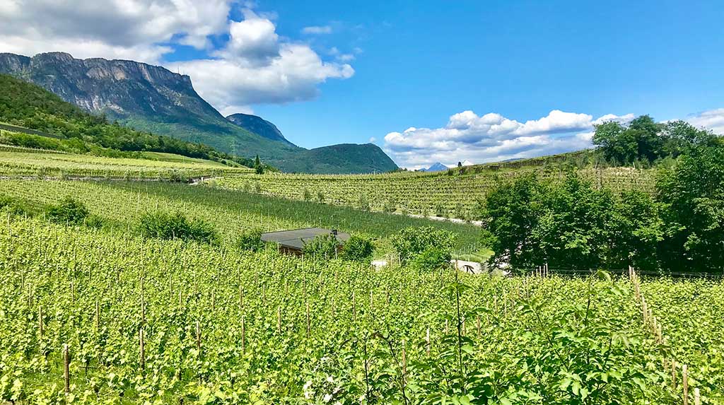 Höhenlage der Rebstöcke: Weinbau bis auf 1000 Meter über dem Meeresspiegel. Foto: Christian Euler