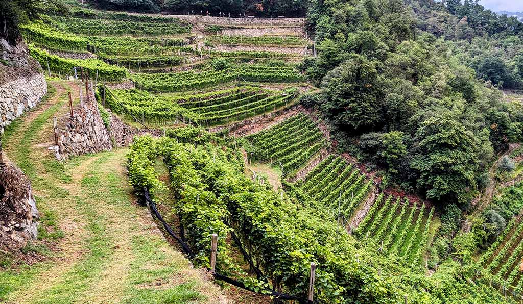 Anspruchsvolle Ernte: Steillage in Südtirol. Foto: Carola Faber