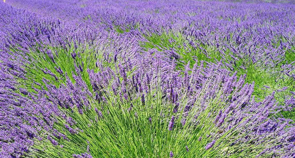 Lavendel: ein bereits seit dem Mittelalter geerntetes Produkt. Foto: pixabay