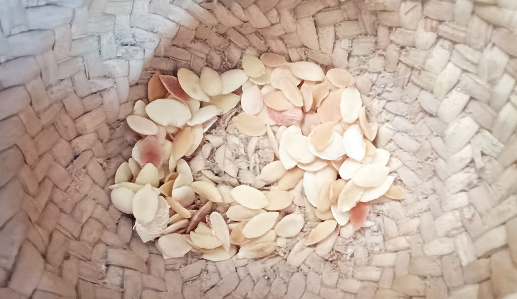 Objekt harter Arbeit: Die Samen der Nüsse. Foto: Michael Schabacker