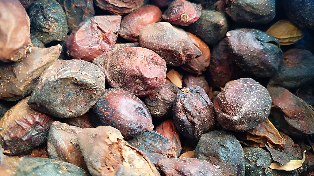 Die Nüsse werden zunächst geschält und dann verarbeitet. Foto: Michael Schabacker