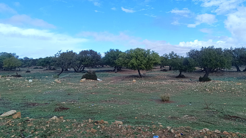 Der „Baum des Lebens" ist im Südwesten Marokkos überall zu finden. Foto: Michael Schabacker