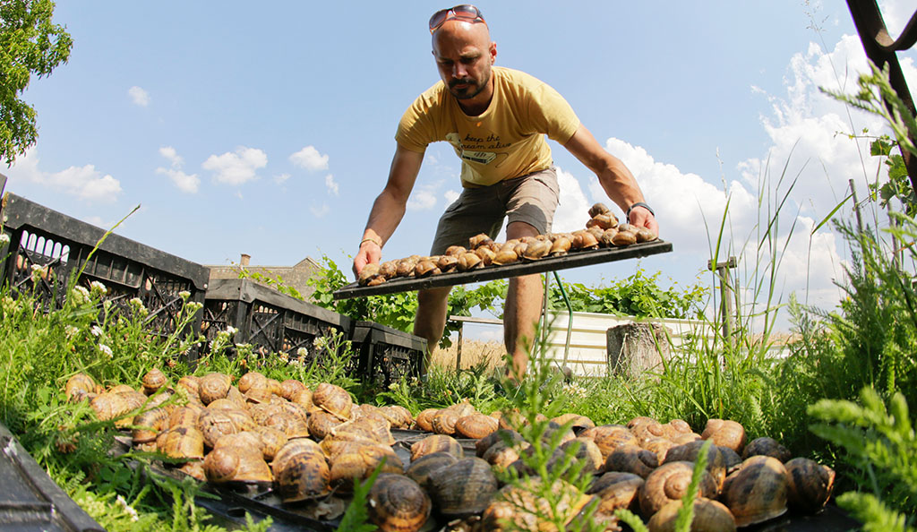 Andreas Gugumuck und die heutige Helikultur. Foto: Andreas Gugumuck