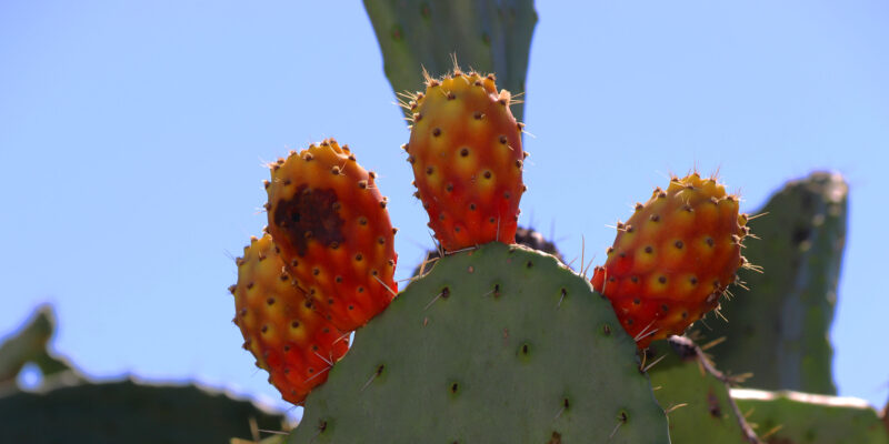 Foto: Ellen Spielmann