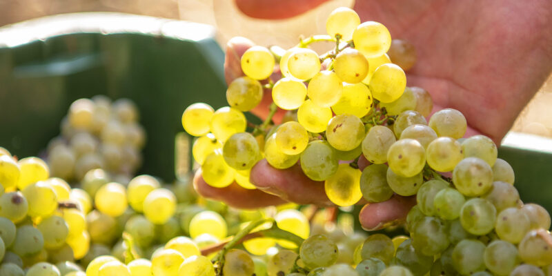 Foto: Viandante del Cielo